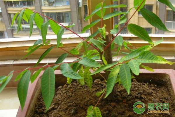 谷雨過后樹上香椿口感偏老，不妨試一試家庭種植吧！